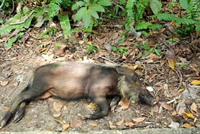 maleisie-bako-baardzwijntje