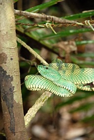 maleisie-bako-groene-slang-01