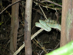 maleisie-bako-groene-slang-02