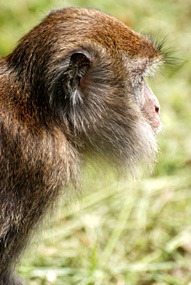 maleisie-bako-makaak-02