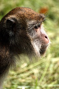 maleisie-bako-makaak-03