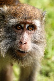 maleisie-bako-makaak-04