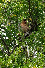 maleisie-bako-probocis-neusaap-01