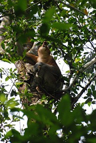 maleisie-bako-probocis-neusaap-02