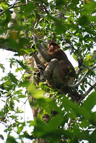 maleisie-bako-probocis-neusaap-03