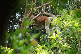 maleisie-bako-probocis-neusaap-04