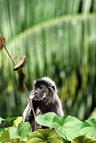 maleisie-bako-silverleaf-01