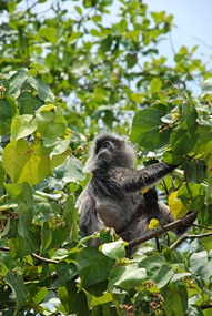 maleisie-bako-silverleaf-02