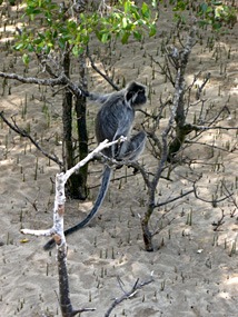 maleisie-bako-silverleaf-03