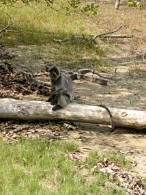 maleisie-bako-silverleaf-04