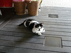 maleisie-kuching-poes