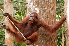 maleisie-semonggoh-orang-oetan-01