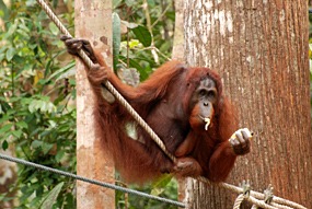 maleisie-semonggoh-orang-oetan-02