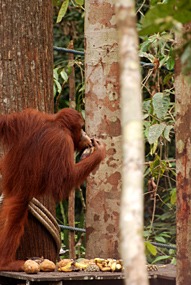 maleisie-semonggoh-orang-oetan-03