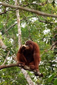 maleisie-semonggoh-orang-oetan-04