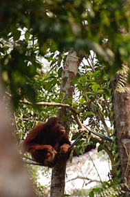 maleisie-semonggoh-orang-oetan-05