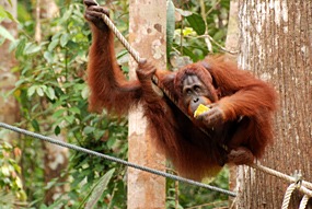 maleisie-semonggoh-orang-oetan-06