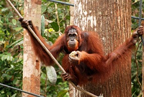 maleisie-semonggoh-orang-oetan-07