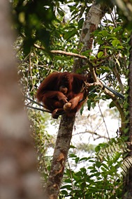 maleisie-semonggoh-orang-oetan-08