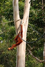 maleisie-semonggoh-orang-oetan-09