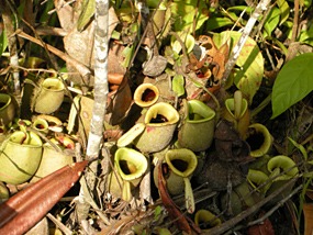 semonggoh-pitcherplant-01