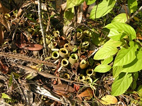 semonggoh-pitcherplant-02