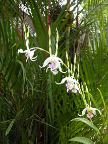 sepilok-nature-resort-05