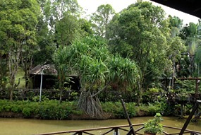sepilok-nature-resort-15