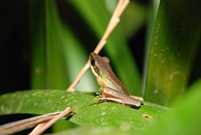 sepilok-nightwalk-frog