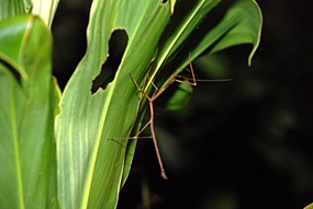 sepilok-nightwalk-wandelende-tak
