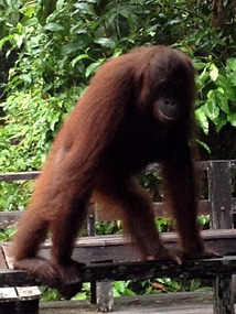 sepilok-orang-utan-rehabilitation-centre-01