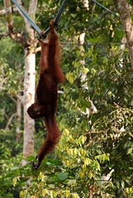 sepilok-orang-utan-rehabilitation-centre-02