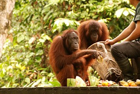 sepilok-orang-utan-rehabilitation-centre-03