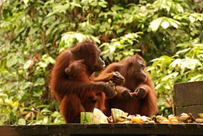 sepilok-orang-utan-rehabilitation-centre-04