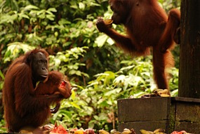 sepilok-orang-utan-rehabilitation-centre-05