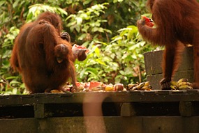 sepilok-orang-utan-rehabilitation-centre-07