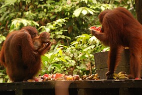 sepilok-orang-utan-rehabilitation-centre-08