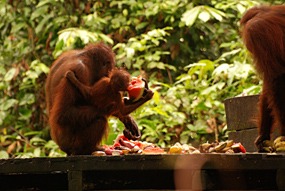 sepilok-orang-utan-rehabilitation-centre-09