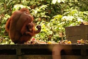 sepilok-orang-utan-rehabilitation-centre-10