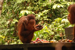 sepilok-orang-utan-rehabilitation-centre-11