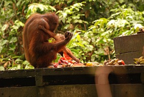 sepilok-orang-utan-rehabilitation-centre-12