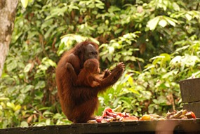 sepilok-orang-utan-rehabilitation-centre-13