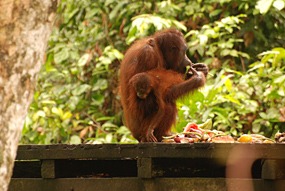 sepilok-orang-utan-rehabilitation-centre-14