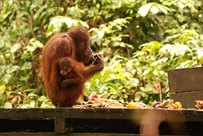 sepilok-orang-utan-rehabilitation-centre-15