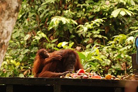 sepilok-orang-utan-rehabilitation-centre-17