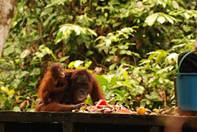 sepilok-orang-utan-rehabilitation-centre-18