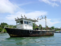 rio-dulce-boot-pelikanen