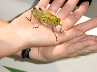 rio-dulce-sprinkhaan