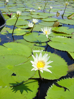 rio-dulce-waterlelies