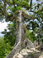 tikal-ceiba